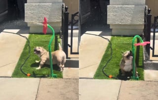 Illustration de l'article : En pleine canicule, cette chienne s'amuse comme jamais avec un arroseur en forme de fleur et savoure une pause fra&icirc;cheur (vid&eacute;o)