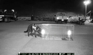 Illustration de l'article : Adopté récemment, un chien s’échappe en randonnée et survit 30 jours en montagne avant d’être retrouvé par une trentaine de bénévoles mobilisés