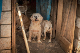 Illustration de l'article : Dépassé par le nombre et la situation, un habitant de l'Indre accepte la prise en charge de ses 70 chiens par la SPA