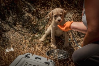 Illustration de l'article : Dépassé par le nombre et la situation, un habitant de l'Indre accepte la prise en charge de ses 70 chiens par la SPA