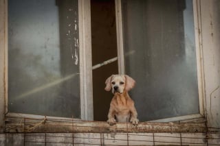 Illustration de l'article : Dépassé par le nombre et la situation, un habitant de l'Indre accepte la prise en charge de ses 70 chiens par la SPA