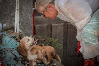 Illustration de l'article : Dépassé par le nombre et la situation, un habitant de l'Indre accepte la prise en charge de ses 70 chiens par la SPA