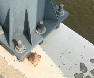 Illustration de l'article : Jeté sur un pont depuis une voiture en marche, ce chaton passé à quelques centimètres d'une chute dans le fleuve est secouru in extremis