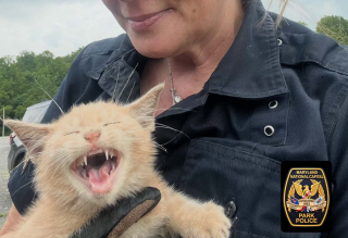 Illustration de l'article : Jeté sur un pont depuis une voiture en marche, ce chaton passé à quelques centimètres d'une chute dans le fleuve est secouru in extremis