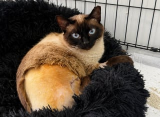 Illustration de l'article : Percut&eacute;e par une voiture, cette chatte errante perd une patte mais gagne une famille qu'est la police municipale