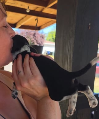Illustration de l'article : Ce chiot couvert de bisous par sa mère d'accueil y répond par d'irrésistibles battements de pattes et de queue (vidéo)