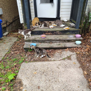 Illustration de l'article : La d&eacute;couverte d'une soixantaine de chats vivant dans de mauvaises conditions chez une personne hospitalis&eacute;e d&eacute;clenche un sauvetage de grande envergure