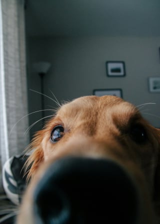 Illustration de l'article : Pourquoi votre chien vous donne-t-il des coups de museau fermes ?