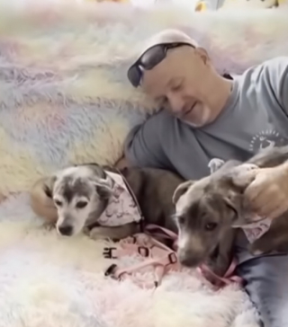 Illustration de l'article : Un homme retrouve le chien de son père décédé après 10 ans de séparation (vidéo)
