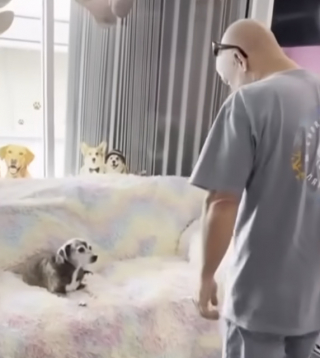 Illustration de l'article : Un homme retrouve le chien de son père décédé après 10 ans de séparation (vidéo)