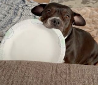Illustration de l'article : 14 images qui mettent en avant toute la spontanéité des chiens face à l’objectif de l’appareil photo
