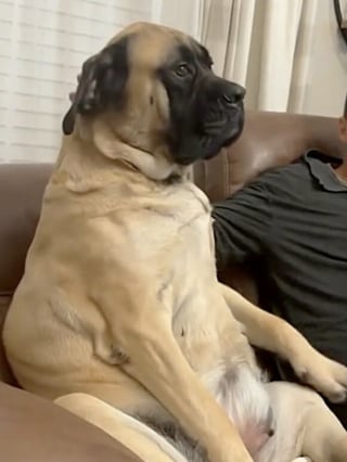 Illustration de l'article : 14 images qui mettent en avant toute la spontanéité des chiens face à l’objectif de l’appareil photo