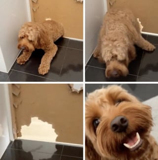 Illustration de l'article : 14 images qui mettent en avant toute la spontanéité des chiens face à l’objectif de l’appareil photo