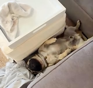 Illustration de l'article : 14 images qui mettent en avant toute la spontanéité des chiens face à l’objectif de l’appareil photo