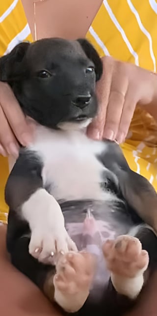 Illustration de l'article : 14 images qui mettent en avant toute la spontan&eacute;it&eacute; des chiens face &agrave; l&rsquo;objectif de l&rsquo;appareil photo 