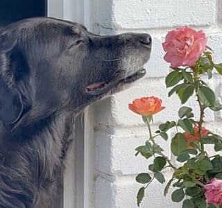 Illustration de l'article : 14 images qui mettent en avant toute la spontanéité des chiens face à l’objectif de l’appareil photo