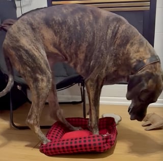 Illustration de l'article : 14 images qui mettent en avant toute la spontanéité des chiens face à l’objectif de l’appareil photo
