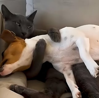 Illustration de l'article : 14 images qui mettent en avant toute la spontanéité des chiens face à l’objectif de l’appareil photo