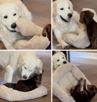 Illustration de l'article : 14 images qui mettent en avant toute la spontanéité des chiens face à l’objectif de l’appareil photo