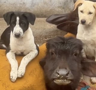 Illustration de l'article : 14 images qui mettent en avant toute la spontanéité des chiens face à l’objectif de l’appareil photo