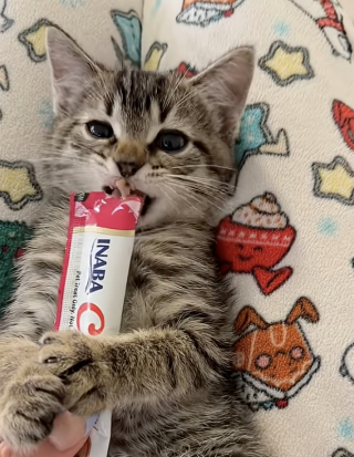 Illustration de l'article : Sauvé d'un logement insalubre, ce chaton câline tendrement sa nouvelle maîtresse et s'endort dans une chaussette (vidéo)