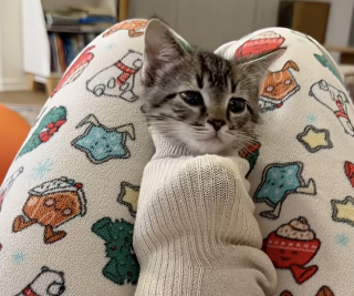 Illustration de l'article : Sauvé d'un logement insalubre, ce chaton câline tendrement sa nouvelle maîtresse et s'endort dans une chaussette (vidéo)
