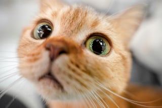 Illustration de l'article : La science prouve que votre chat associe mentalement le son de votre voix à la forme de votre visage