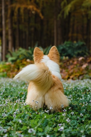 Illustration de l'article : Une étude scientifique révèle qu'un battement de la queue vers la gauche indique que votre chien est anxieux