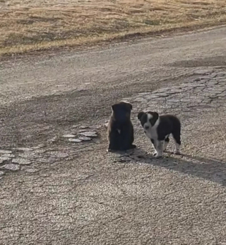 Illustration de l'article : 2 chiots errants assis au milieu d'une route reculée guident une bénévole vers le reste de la famille canine à sauver (vidéo)