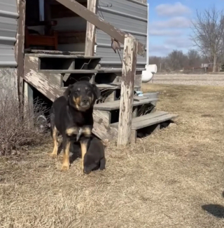 Illustration de l'article : 2 chiots errants assis au milieu d'une route reculée guident une bénévole vers le reste de la famille canine à sauver (vidéo)