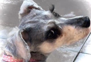 Illustration de l'article : Secourue et toilett&eacute;e, cette chienne r&eacute;v&egrave;le des cils &eacute;tonnants qui pourraient l'aider &agrave; trouver une famille aimante