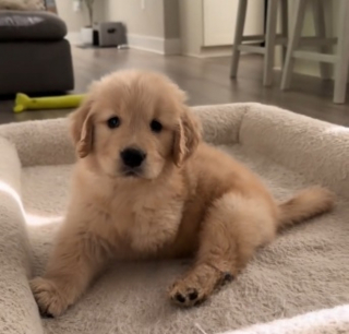 Illustration de l'article : Ce chiot Golden Retriever tripode courant joyeusement sur l'herbe prouve qu'un handicap n'emp&ecirc;che pas d'&ecirc;tre heureux (vid&eacute;o)