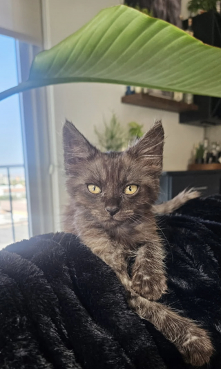 Illustration de l'article : Un chauffeur routier s'arrête pour sauver un chaton sur le bord d'une autoroute, alors que les autres automobilistes l'ignoraient