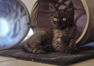 Illustration de l'article : Un chauffeur routier s'arrête pour sauver un chaton sur le bord d'une autoroute, alors que les autres automobilistes l'ignoraient