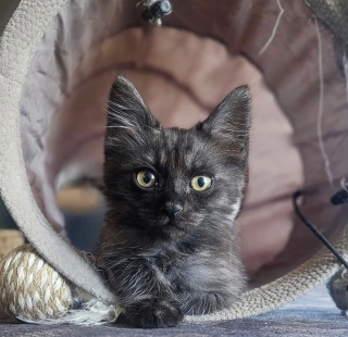 Illustration de l'article : Un chauffeur routier s'arrête pour sauver un chaton sur le bord d'une autoroute, alors que les autres automobilistes l'ignoraient