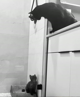 Illustration de l'article : Un chauffeur routier s'arrête pour sauver un chaton sur le bord d'une autoroute, alors que les autres automobilistes l'ignoraient