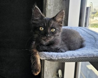 Illustration de l'article : Un chauffeur routier s'arrête pour sauver un chaton sur le bord d'une autoroute, alors que les autres automobilistes l'ignoraient