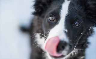Illustration de l'article : Mythe ou réalité : donner un morceau de sucre à votre chien le rend-il aveugle ?