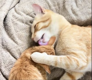 Illustration de l'article : « Il devait savoir qu'il avait besoin d'aide », un chat roux au grand cœur adopte un chaton errant et veille sur lui jour et nuit (vidéo)