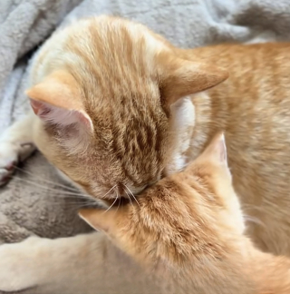 Illustration de l'article : « Il devait savoir qu'il avait besoin d'aide », un chat roux au grand cœur adopte un chaton errant et veille sur lui jour et nuit (vidéo)