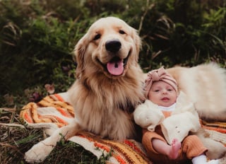 Illustration de l'article : 15 photos de chiens et de bébés qui semblent être meilleurs amis depuis toujours