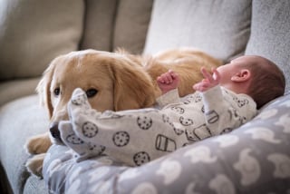 Illustration de l'article : 15 photos de chiens et de bébés qui semblent être meilleurs amis depuis toujours