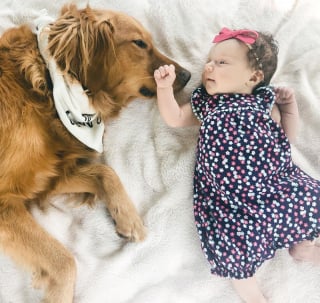 Illustration de l'article : 15 photos de chiens et de bébés qui semblent être meilleurs amis depuis toujours