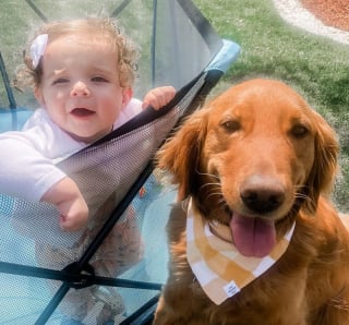 Illustration de l'article : 15 photos de chiens et de bébés qui semblent être meilleurs amis depuis toujours