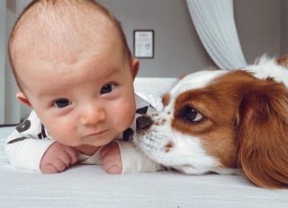 Illustration de l'article : 15 photos de chiens et de bébés qui semblent être meilleurs amis depuis toujours