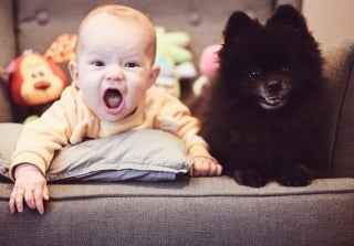 Illustration de l'article : 15 photos de chiens et de bébés qui semblent être meilleurs amis depuis toujours