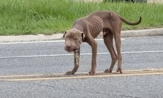 Illustration de l'article : Une femme recueille un chien squelettique au milieu d'une route, envisage de ne l'héberger que temporairement mais finit par craquer et l'adopter