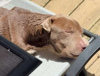 Illustration de l'article : Une femme recueille un chien squelettique au milieu d'une route, envisage de ne l'héberger que temporairement mais finit par craquer et l'adopter