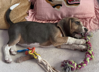 Illustration de l'article : Achetée un jour plus tôt dans un salon du chiot, une jeune Beagle de 2 mois est exclue de sa famille car « elle faisait peur à ses enfants »