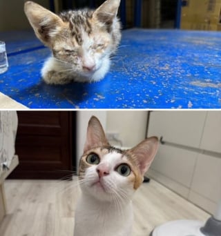 Illustration de l'article : 15 photos de chats méconnaissables après leur sauvetage qui réchaufferont le cœur de tous les amoureux des félins